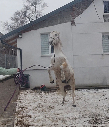 Конюшня оренда постій коней Зубра - зображення 3