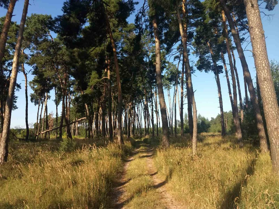 земельна ділянка під будівництво в с. Дернівка площею 0,5000 га Баришівка - зображення 2