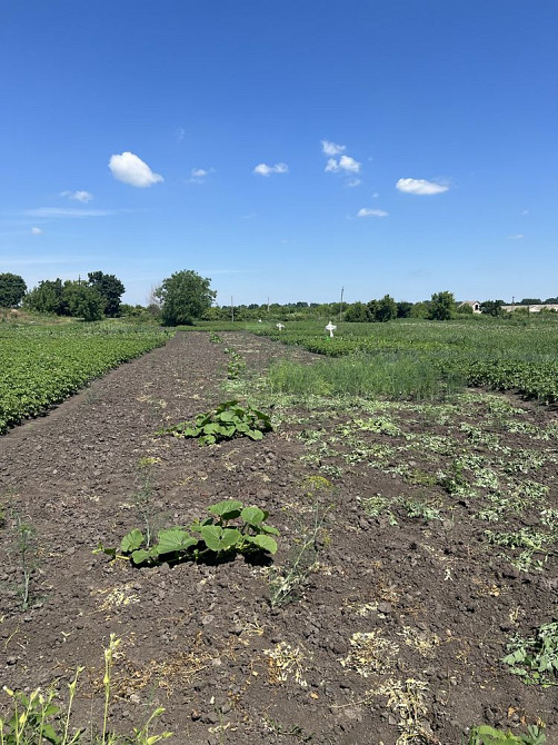 Здам двохкімнатну квартиру Кагарлик Кагарлик - зображення 8