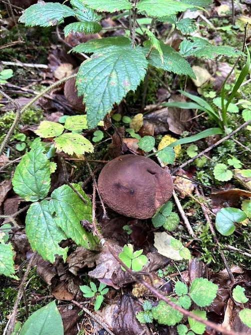 Продам квартиру з басейном в Карпатах Пістинь - зображення 4