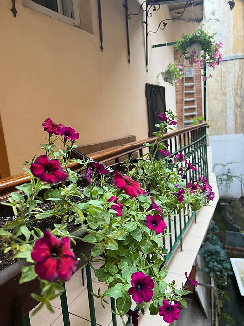 Квартира терміново 68 м.кв. у центрі Львова, Академіаа Богомольця Львів - зображення 8