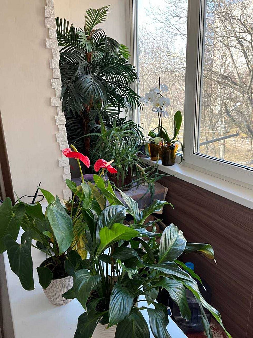 Здам трикімнатну квартиру на Вишеньці(Андрія Первозванного) Вінниця - зображення 4