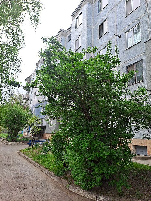 Продам 1кімнатну квартиру смт.Власівка Власовка - изображение 6