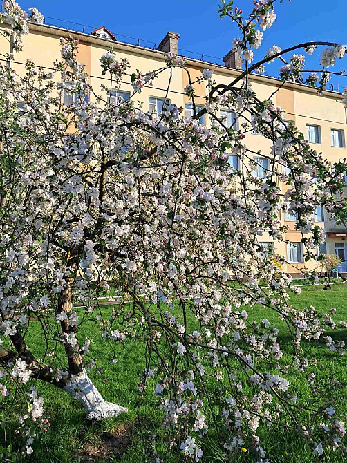 Продам велику трикімнатну квартиру 91 м.2 Костополь - изображение 2