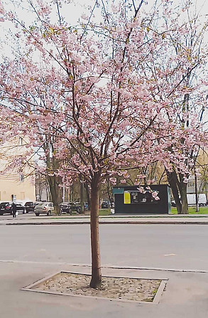 2-х кімнатна КУТОВА ПЕРШИЙ ПОВЕРХ від 2-х м. проїзджа частина Vinnytsia - photo 4