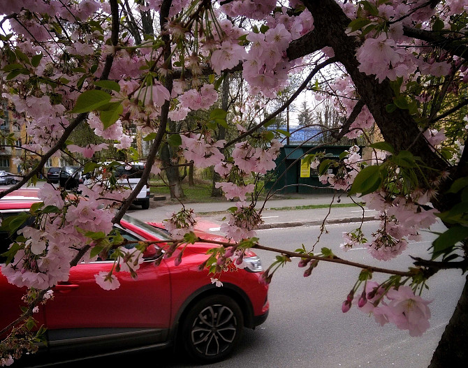 2-х кімнатна КУТОВА ПЕРШИЙ ПОВЕРХ від 2-х м. проїзджа частина Vinnytsia - photo 5