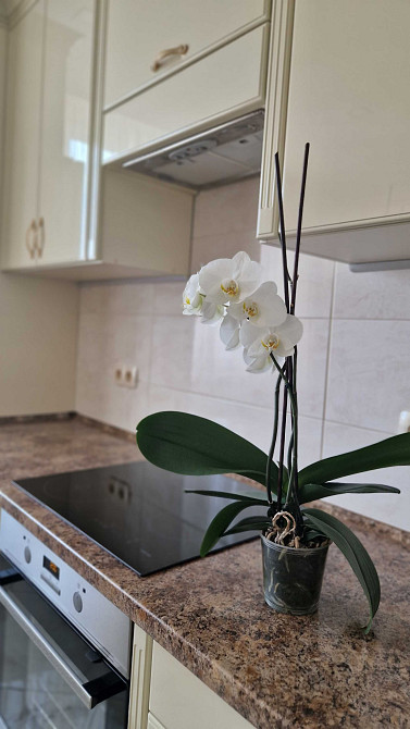 Здам в оренду 1 но кімнатну квартиру на Лінкольна Львов - изображение 2