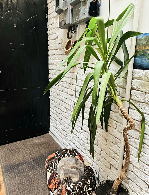 ЦЕНТР! 3 к Квартира, Общая 70 м2, h=3,40м, ГАЗ, Отопление- 2-х Конт.Ко Одеса - зображення 7