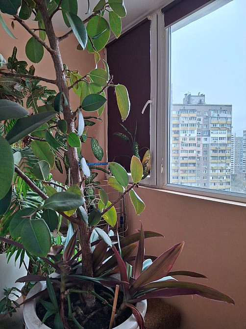 Оренда 3-к квартири  метро Теремки у дворі. Kyiv - photo 6