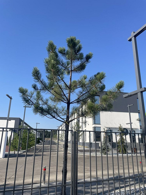 ‼️Єоселя ‼️Заселений жк ВІД ЗАБУДОВНИКА! Крюковщина - изображение 4