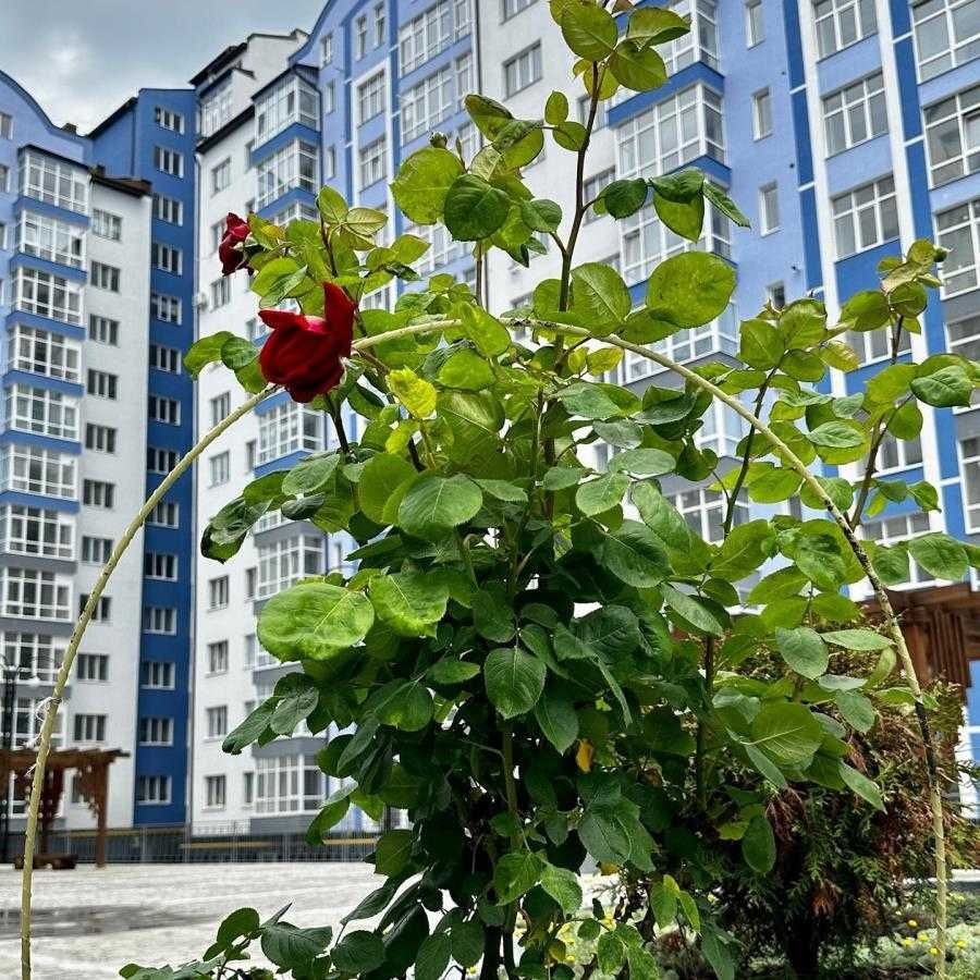 Здана 2кім.квартира в ЖК Містечко Центральне. 2поверх! Ивано-Франковск - изображение 2