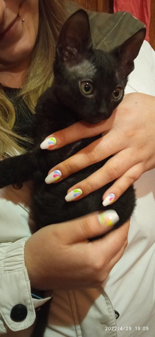 Сдам двухкомнатную квартиру Каменское (Запорожская обл.) - изображение 6