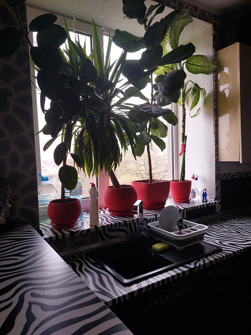 Сдам 3 ком кв с А/О Евроремонт. Кам`янське (Запорізька обл.) - зображення 3