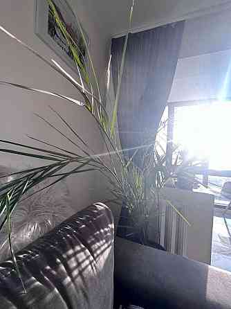 Здам 2-х кімнатну просторову квартиру 56 кв.м. Дніпро