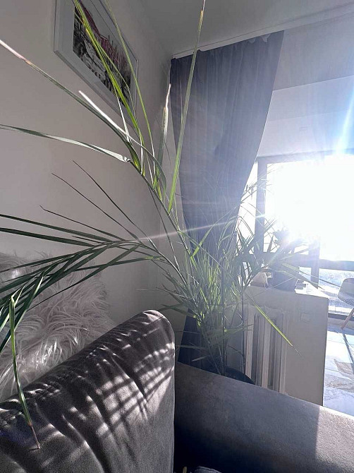 Здам 2-х кімнатну просторову квартиру 56 кв.м. Дніпро - зображення 3