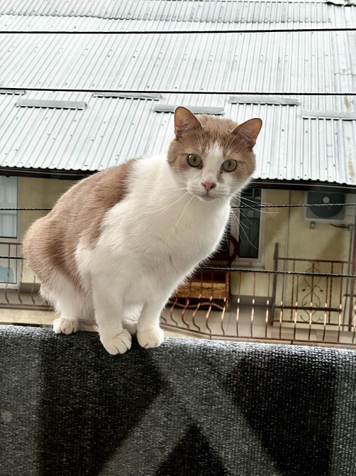 Оренда 3 кімнатна квартира вул. Героїв УПА 13, Політехніка з тваринами Львів - зображення 7
