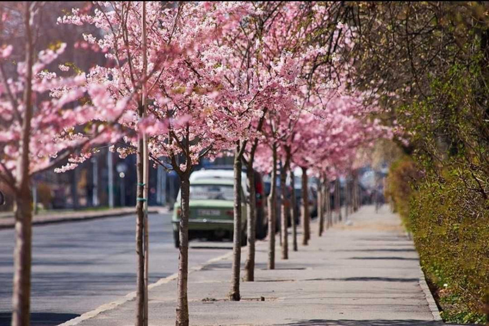 Продам 1 к квартиру на Алеї сакур Вишенька Вінниця - зображення 2