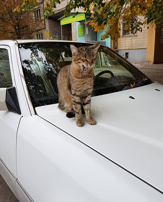 Продам 3-х ком Чешку ЖМ Победа 6 пр. Героев Дніпро - зображення 1