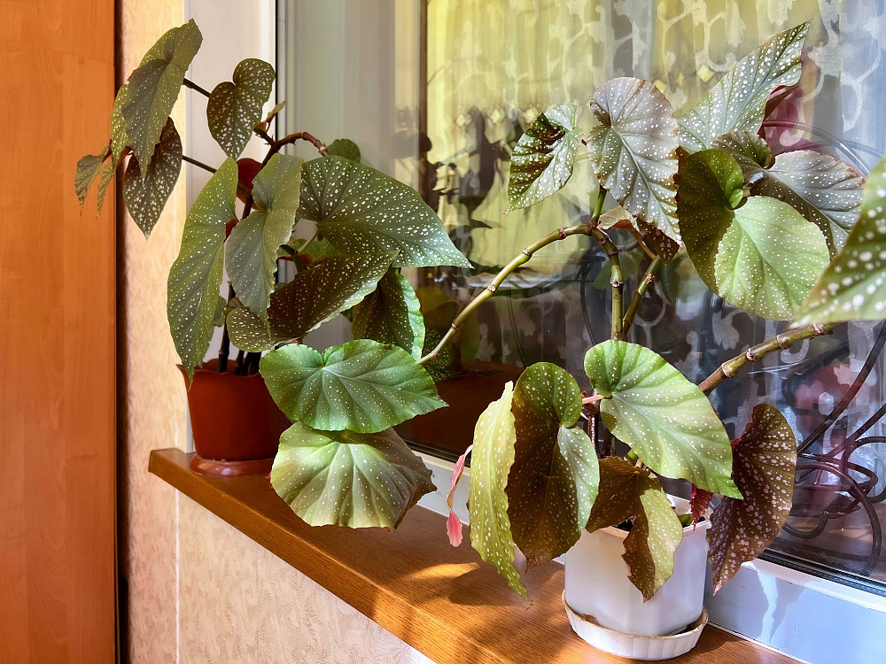 Простора 1кім.квартира " Моноліт  " Чорноморськ - зображення 6