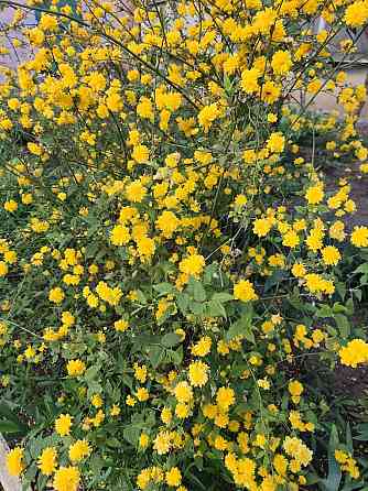 Трёхкомнатная квартира 25500 уе. Одеса