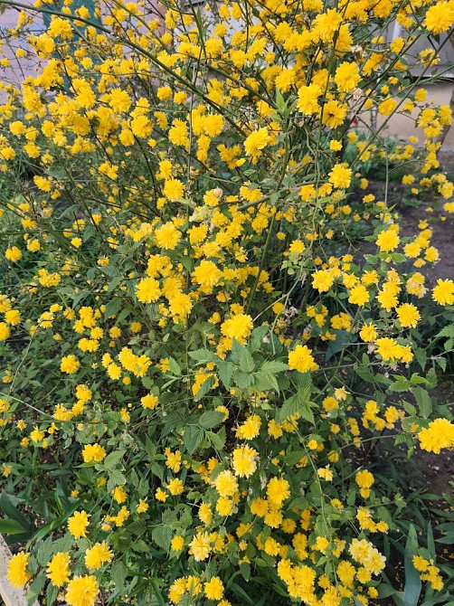 Трёхкомнатная квартира 25500 уе. Одеса - зображення 1