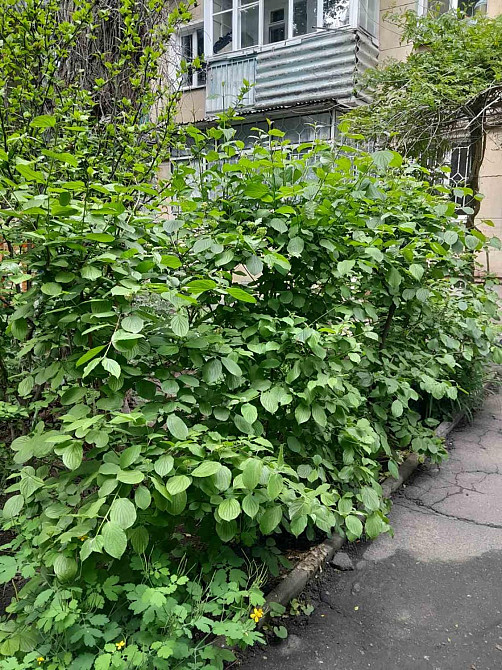 Продам 3-х ком. квартиру на Космонавтов рядом с парком. (135-676) Одеса - зображення 5