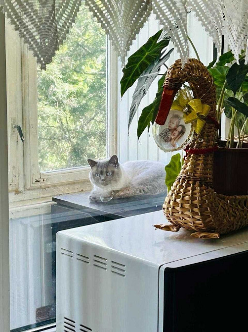 Продам дуже гарну 3 кімнатну квартиру пров. Університетський Ужгород - зображення 2