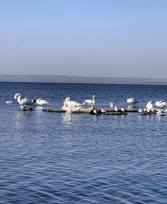 Продам 1-квартиру Левый берег 9 мкрн Каменское (Запорожская обл.) - изображение 6