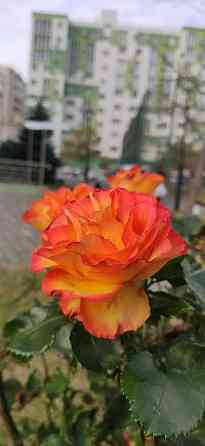 Видова 1к. квартира по ВИГІДНІЙ ЦІНІ Одесса