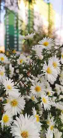 Видова 1к. квартира по ВИГІДНІЙ ЦІНІ Одесса