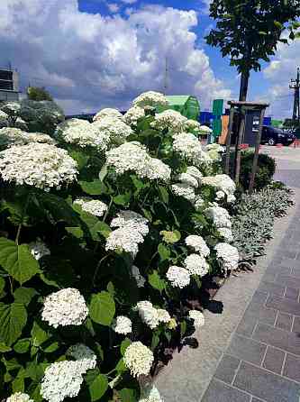 Срочная продажа! квартира-студия в ЖК Таировские Сады Таирова 15700у.е Лиманка