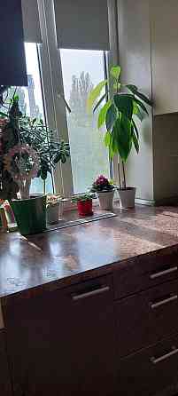 Власник! Нивки, Шевченківський Бульвар Павла Вірського45 (Саратівська] Київ