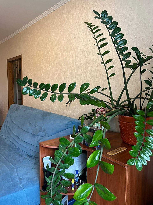 Терміновий продаж трьокімнатної біля метро (403959) Харьков - изображение 1