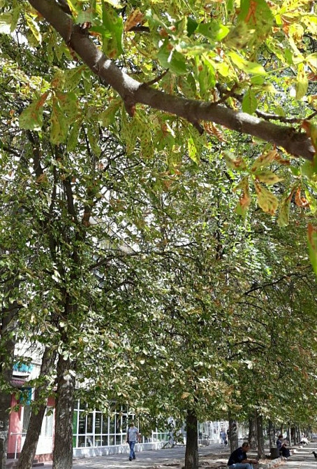 БЕЗ КОМІСІЇ 0% Виноградарь Оренда 1ком.кв Киев - изображение 7