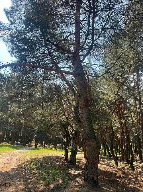 Продам 1 кімн з нішею вул Д.Кострова Кременчуг - изображение 3