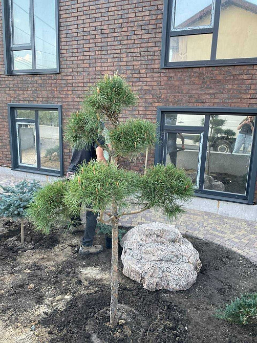 ЦІНА ЗА ВСЮ КВАРТИРУ | Квартира-студія з газом | Забудовник, Соф Борщ Софиевская Борщаговка - изображение 3