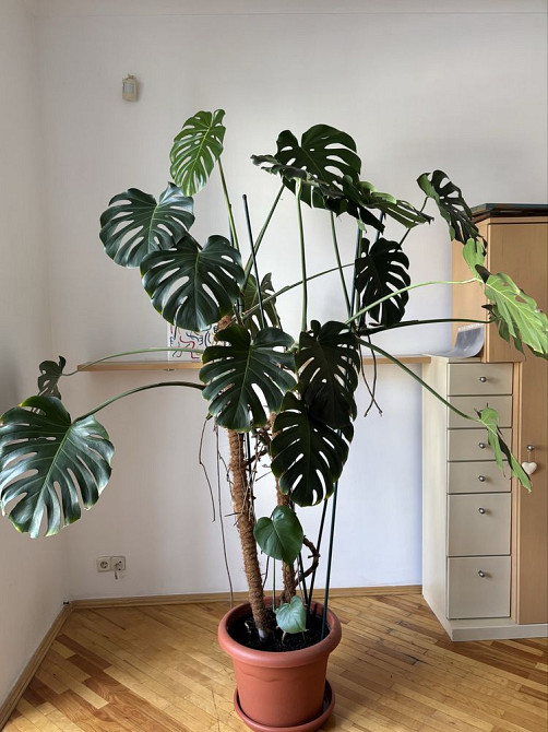 Догострокова  оренда трьохкімнатної квартири 2 хвилини до метро Нивки Київ - зображення 4