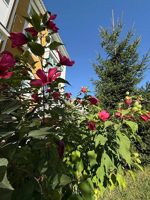 Топ ціна! 1к з документами! Зданий будинок! Газ опалення! Мін оформл! Ворзель - зображення 3