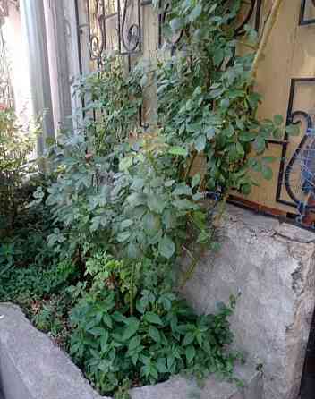 Аренда 2к кв смежка ул Разумовская/АТБ,газ.котел не зависит от света Одесса