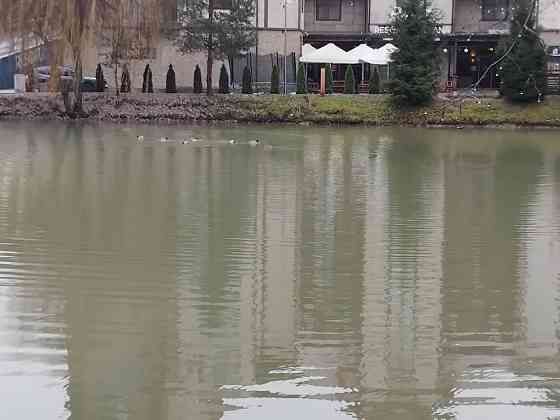 Оренда в ЖК WOL GREEN POLYANA  Закарпатської області Ясная Поляна