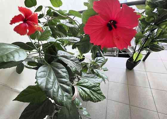 Свет! Есть! Всегда! Новострой. 2 х к кв. Левый берег. Риелторы не звон Дніпро