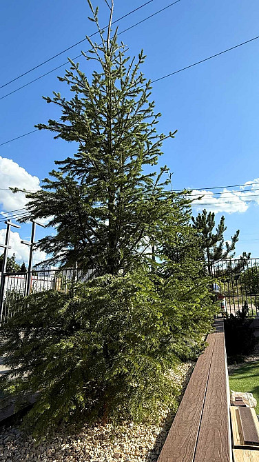 Супер-планування‼️Спальня+Вітальня+Кухня‼️25м2‼️Газ‼️Документи Софиевская Борщаговка - изображение 7