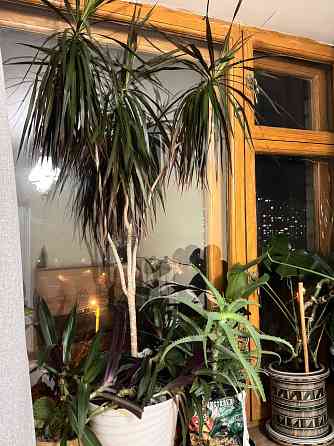 Здам 3-кімнатну квартиру, вул. Миколи Ушакова, 34 — без комісії! Киев