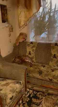 2к квартира на П. Корнелюка для 1ї людини Вінниця