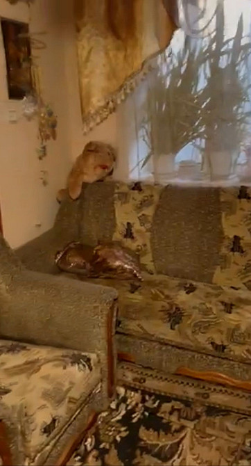 2к квартира на П. Корнелюка для 1ї людини Вінниця - зображення 2