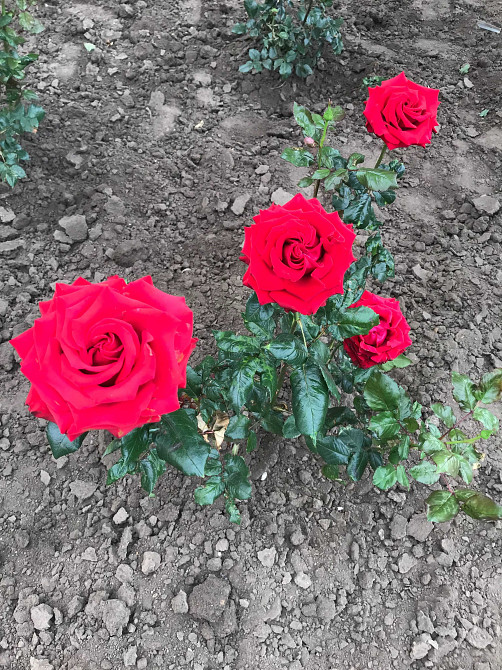 Срочно продам 1 ком. квартиру в ЖК Одесские традиции. Odesa - photo 7