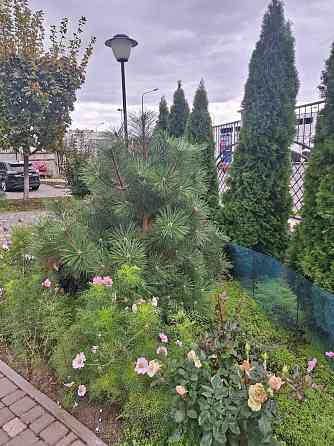 Одно комн. 52мт ЖК Острова (свеча) Odesa