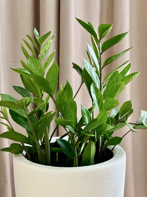 ‼️Без комісії‼️На 1-2 місяці новобудова ЖК Велика Британія Lviv - photo 3