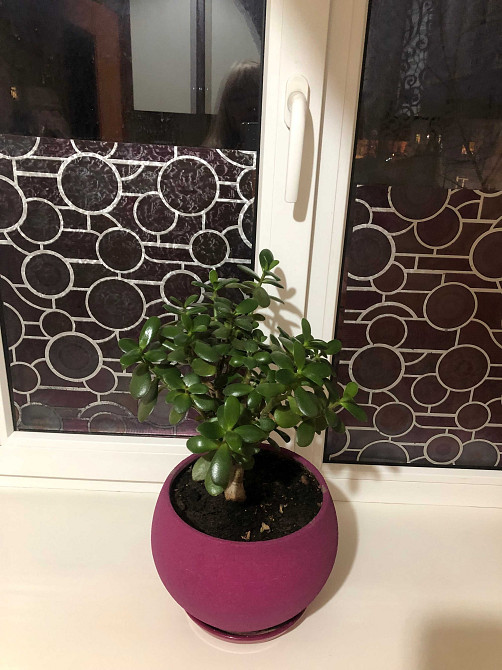 Сдам квартиру в центре с видом на Корпусный  парк. Полтава - изображение 4